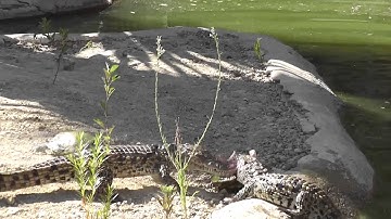 Turtle Tries To Steal Food From Crocodile