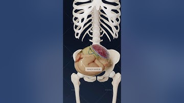 What is transverse fetal position and how does it affect delivery? Explore obstetrics in 3D