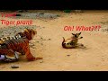 Oh! Tiger Coming in Village to Prank Dog very funny wow!!! Try to not laugh challenge