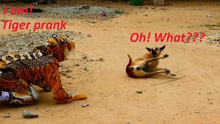 Oh! Tiger Coming in Village to Prank Dog very funny wow!!! Try to not laugh challenge