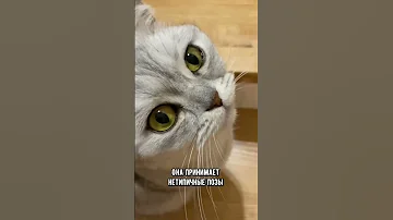 Как понять, что кошке больно #коты #кот