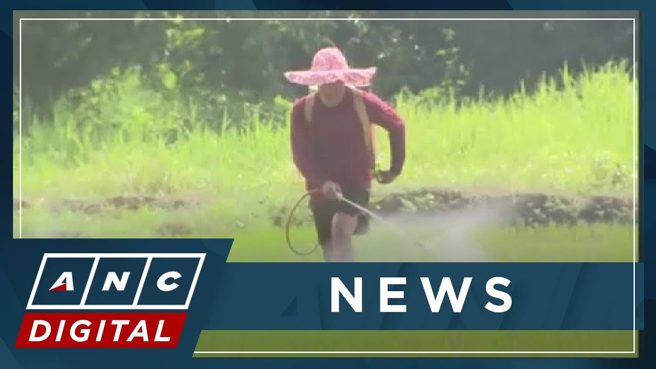 Group: Rice Tariffication Law achieved the opposite of its goal | ANC