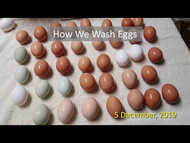 How to Clean Farm Fresh Eggs! 