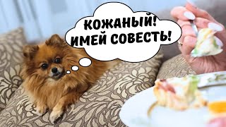 Spitz reaction to FOOD 🐾 The hungriest dogs