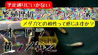 メダカ オーロラ黄ラメ幹之の繁殖挫折？予定外の事態でテンションがた落ち！メダカとの相性って感じますか？【メダカ飼育 042】