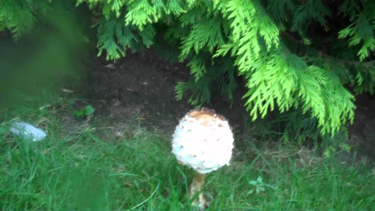 Giant Golf ball mushroom in my back garden lol (Macrolepiota procera