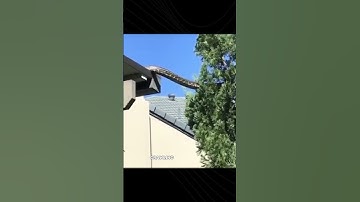 Giant Python Crawls Off the Roof...