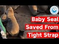 Baby Seal Saved From Tight Strap