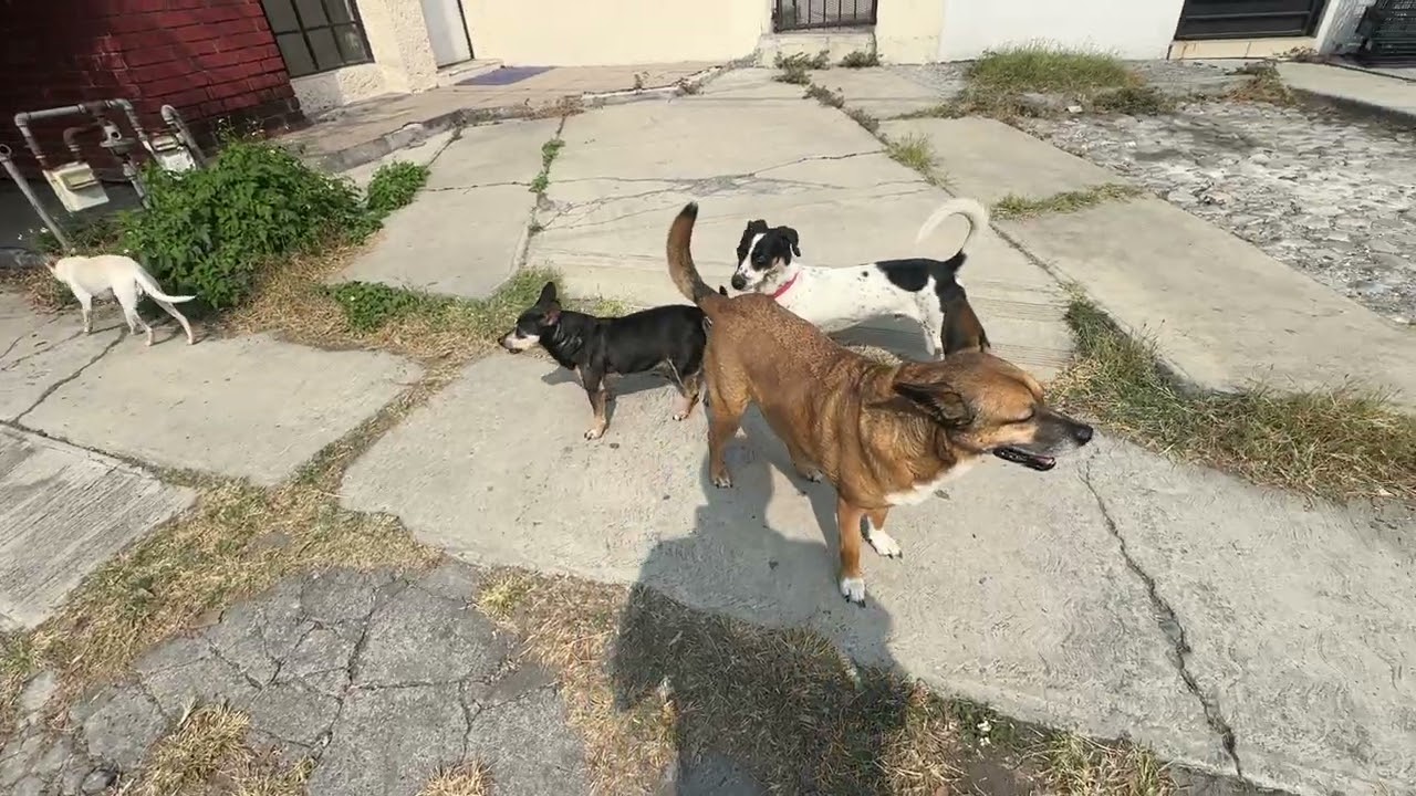 Llegan extraños y Nuestros perros se vuelven locos 