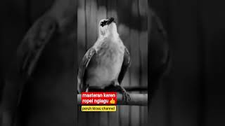 masteran KEREN ropel NGLAGU suara trucukan gacor #short #shorts #shortsvideo #shortsfeed