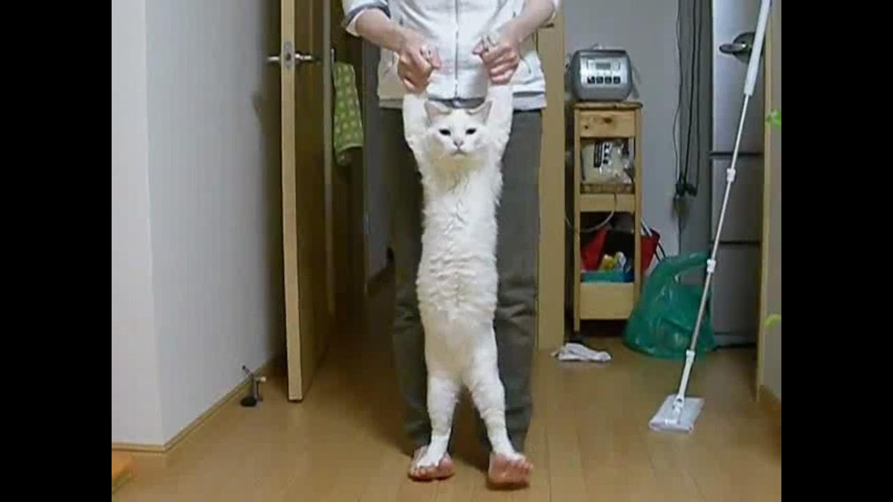 Кот прямоходящий