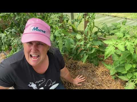 Pourquoi la cendre fait-elle un excellent engrais pour les tomates? 🍅