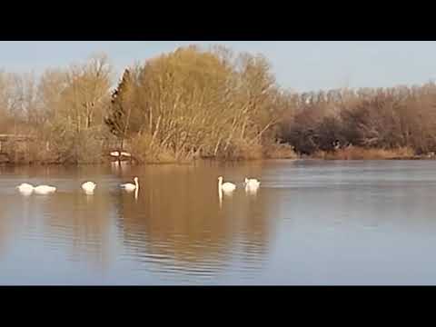 В Курманаево вернулись лебеди