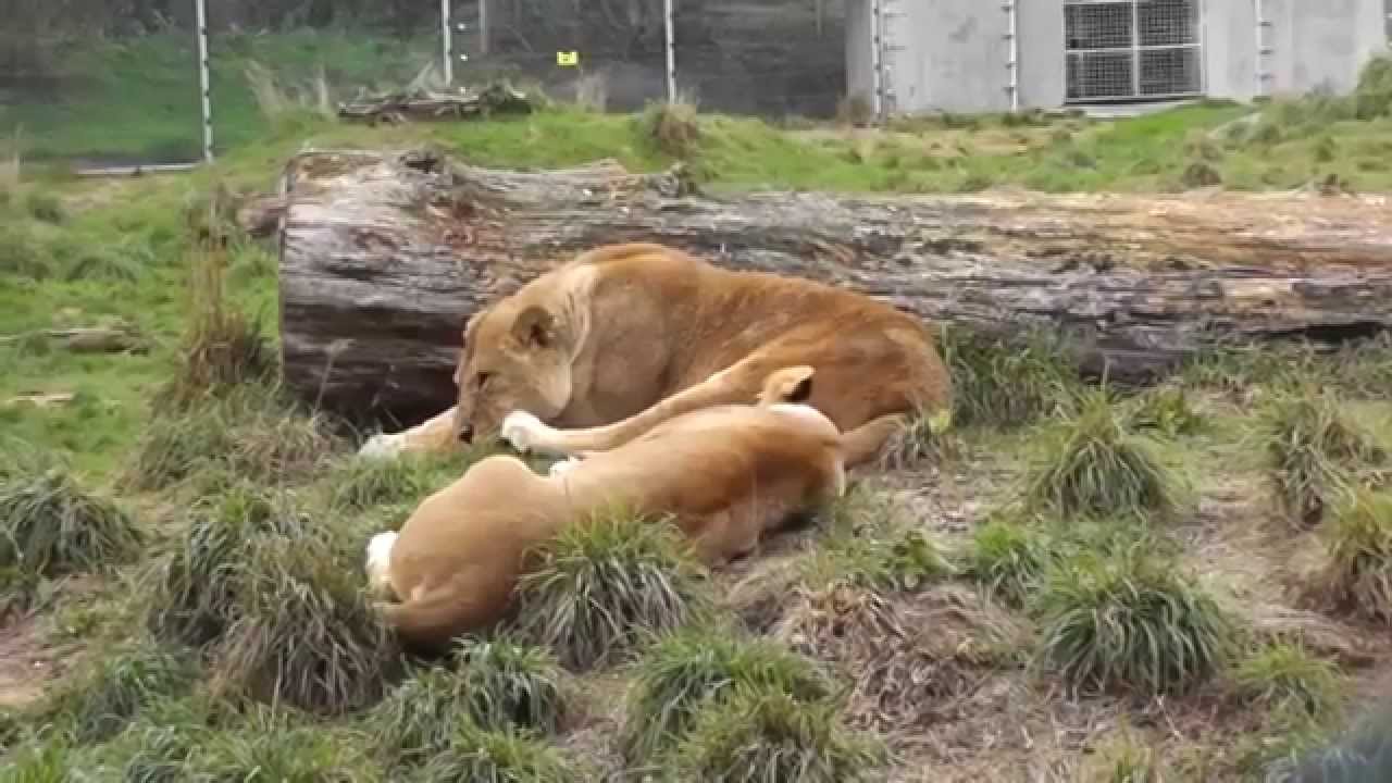 paradise-valley-springs-rotorua-nz-youtube