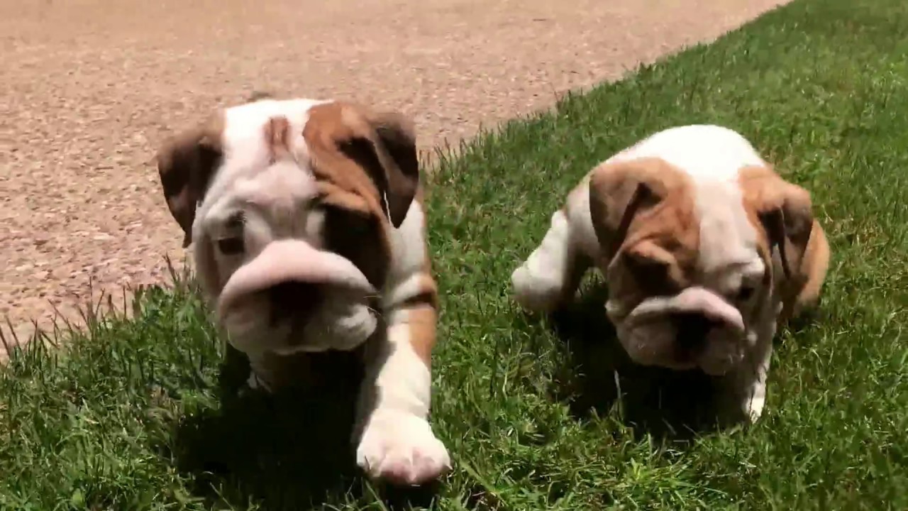 red and white english bulldog