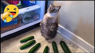 Funny Dog And Cat Videos  Best Funny Animal Videos 2024