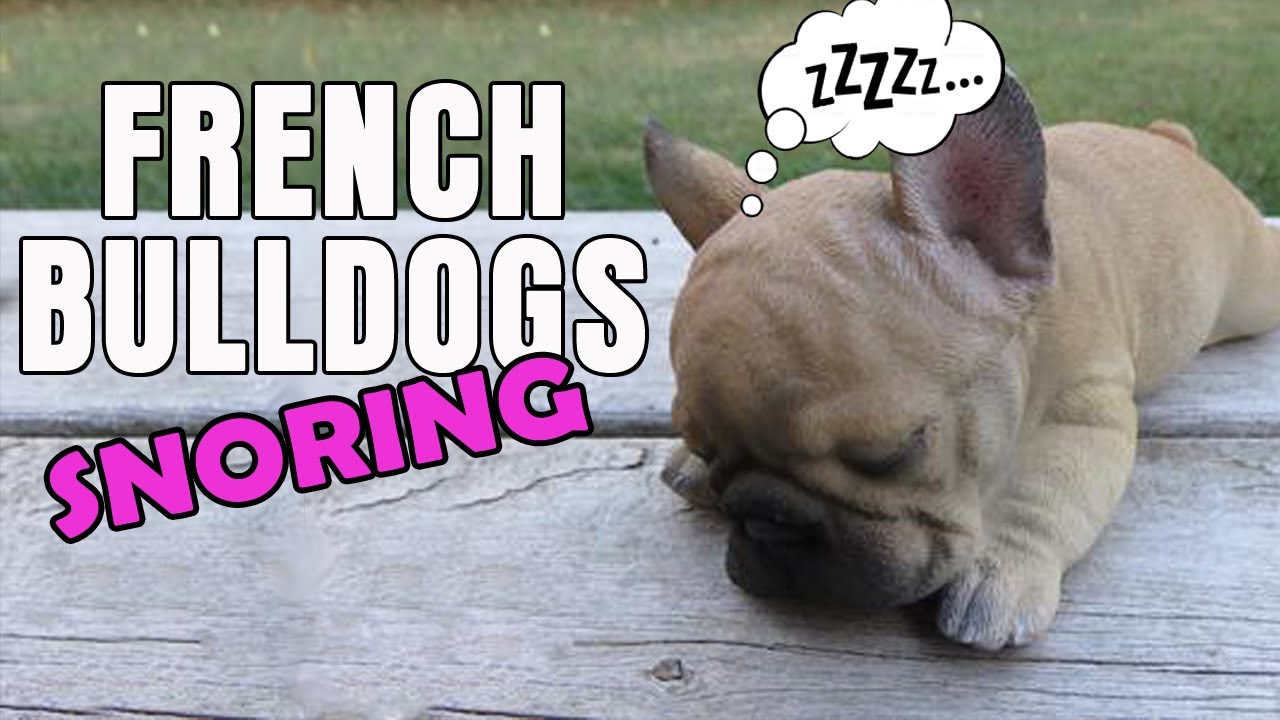 French Bulldog Snoring COMPILATION 1 YouTube