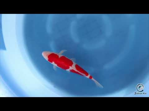 Kohaku - SK-924