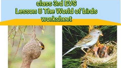 class 3rd EVS lesson 8 The world of birds worksheet || Questions and Answers ||