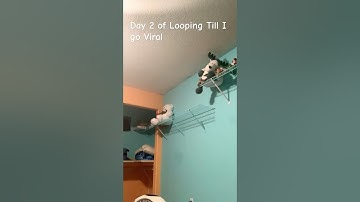Day 2 of looping till I go viral #loop