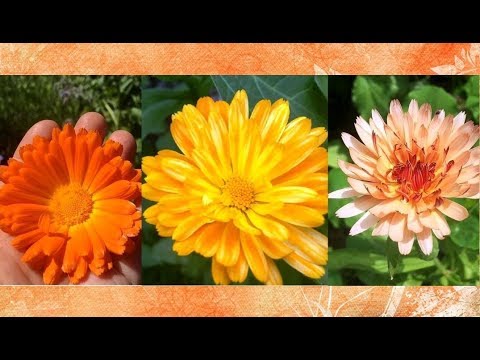 Video: The Healing Properties Of Calendula