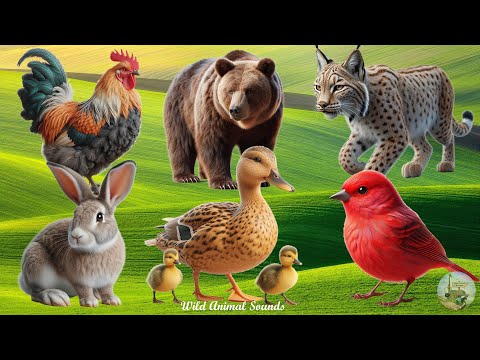 Funny Farm Animal Moments: Sparrow, Rabbit, Lynx, Bear, Duckling, Rooster | Animal Paradise