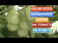 ВЕРШИННАЯ ГНИЛЬ НА ПОМИДОРАХ? Я ЗНАЮ, ЧТО С ЭТИМ ДЕЛАТЬ!