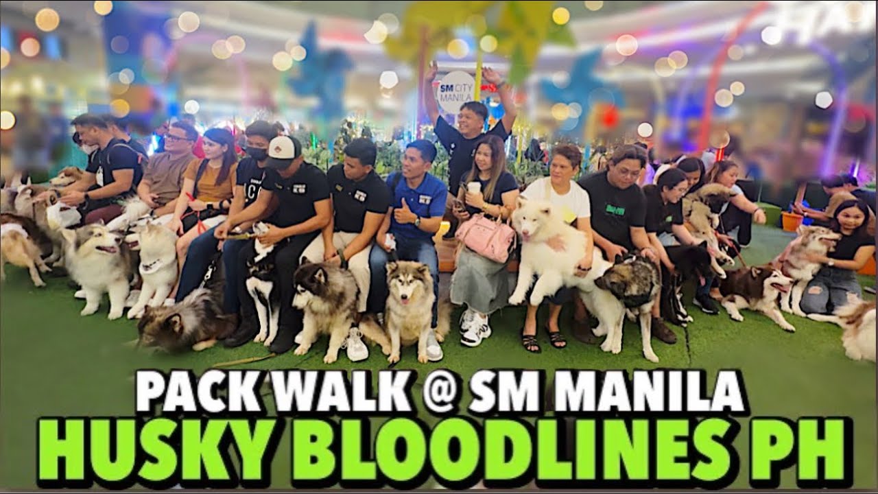 PACK WALK SA SM MANILA | HUSKY BLOODLINES PH | MAY 27, 2024