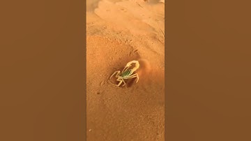 Surah #egzonibrahimi #سورة_الإخلاص #ikhlas #nature #islamicprayer #animals