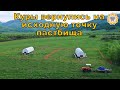 Пастбищные куры - первый круг пройден!