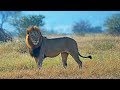 Kruger Park, Season 12 (English subtitles), on lions, &quot;Big five&quot; &amp; other dangerous African animals.