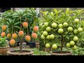 LIVE🔴 🌿Guava Tree Propagation: A Complete Guide to Growing from Cuttings