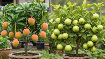LIVE🔴 🌿Guava Tree Propagation: A Complete Guide to Growing from Cuttings