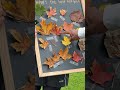 Question of the Day: Best Fall Leaf