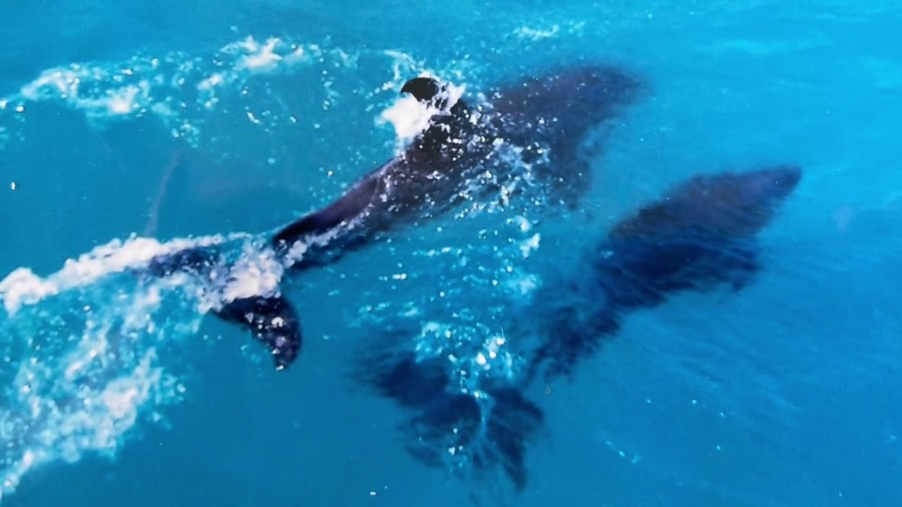 273) Dolphin Healing Meditation for prior to practicing Seeing Blindfolded.