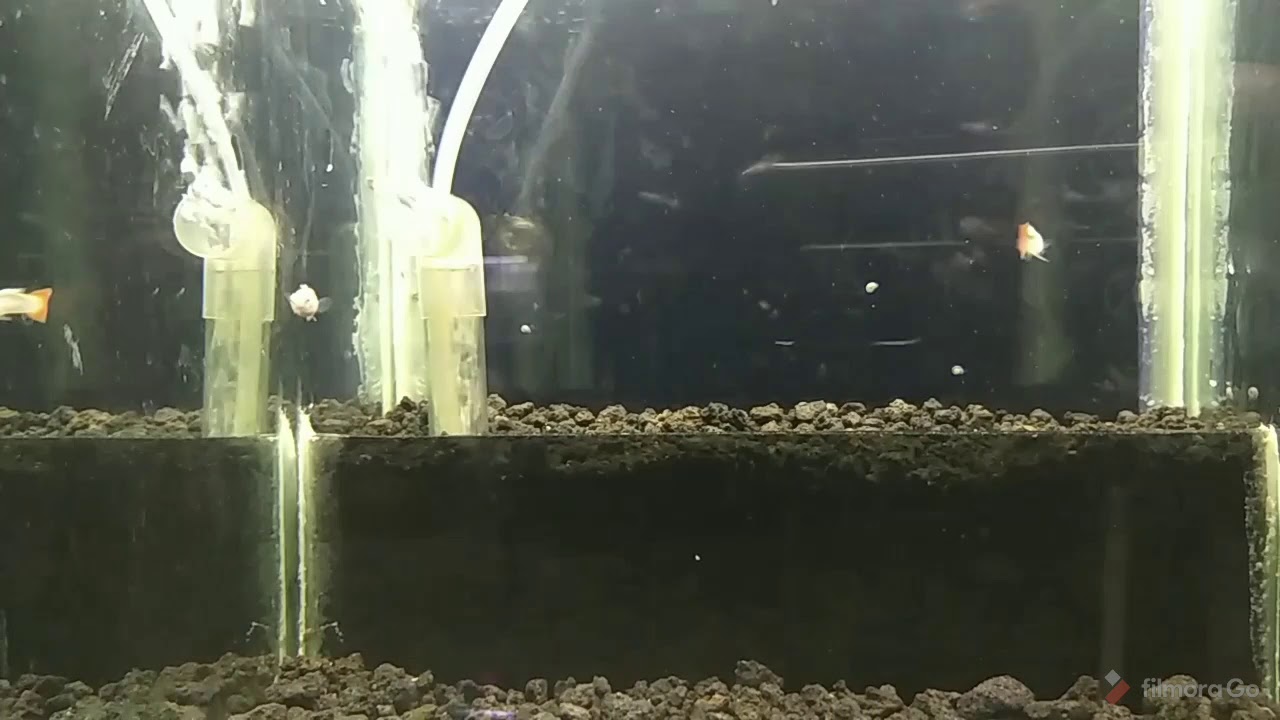 Guppy Sunset micariff