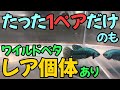 【アクアリウム】入手困難なレアな個体も！？仕入れたてのワイルドベタ大公開