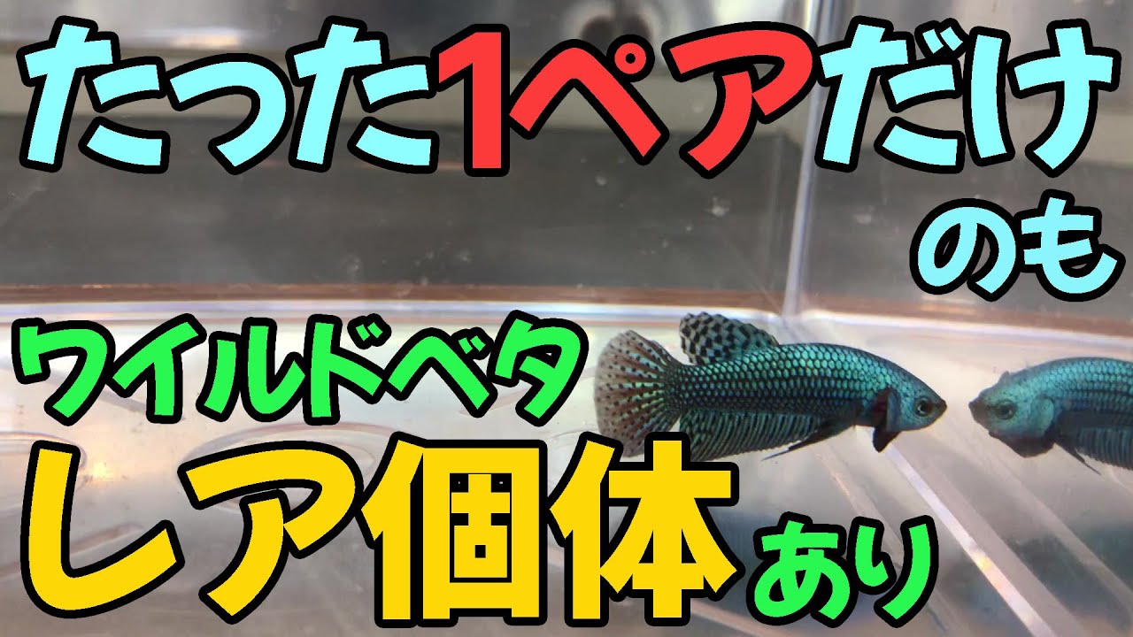 アクアリウム】入手困難なレアな個体も！？仕入れたてのワイルドベタ大 