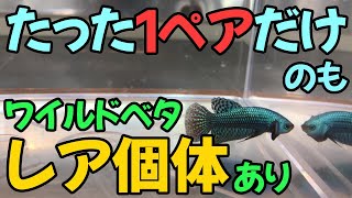 【アクアリウム】入手困難なレアな個体も！？仕入れたてのワイルドベタ大公開
