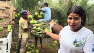 Hoy Si Que Me La Goze Buscando Mis Cocos Me Monte En Un Caballo Me Mojé Conseguí #LaChicaDelCoco