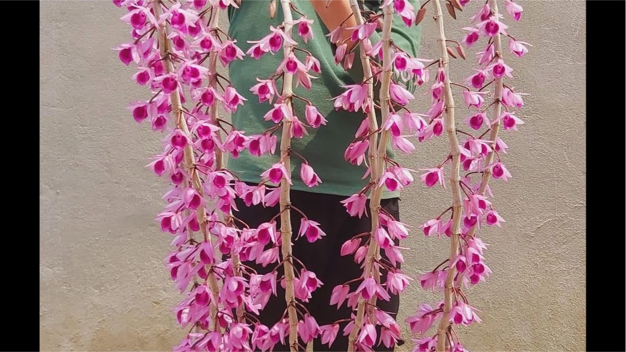 Live 1/3, Siêu bệt Châu như