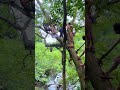 climbing up a tree to dive from it 🐒🌳 #shorts