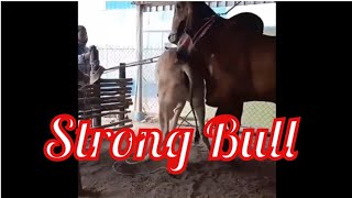 Cows-Natural Animals Cow Matting, Cows,Buffalo,Bull Matting,