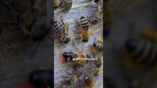 EL TRÁGICO FINAL DE LAS ABEJAS MACHO