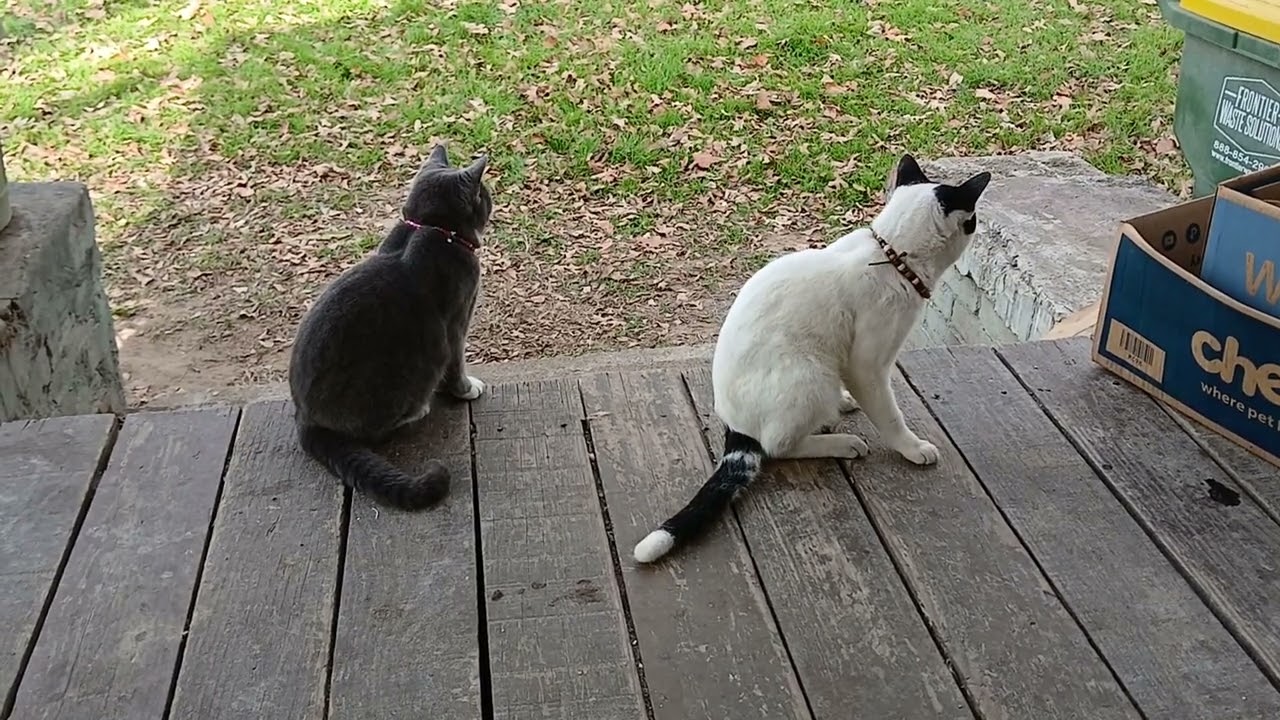 Cats taking a day off 