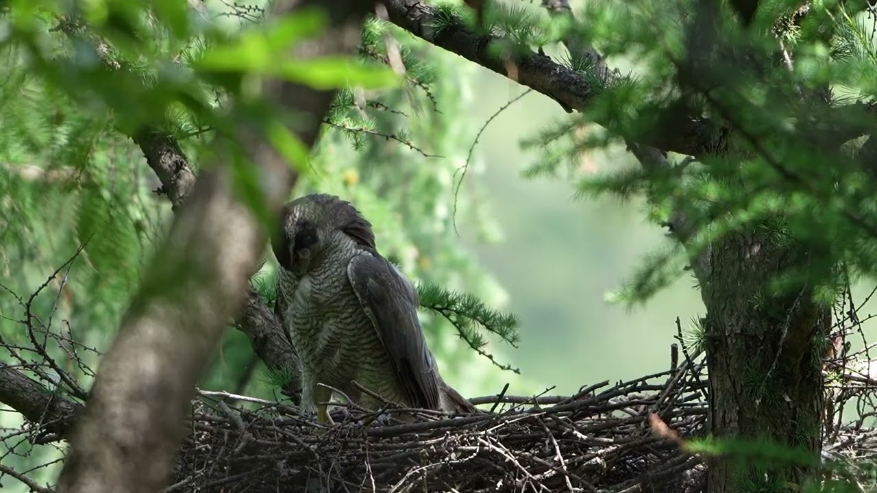 참매9 Northern goshawk1