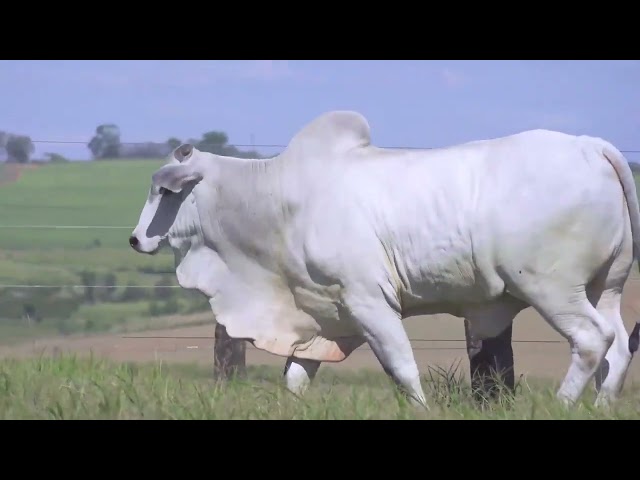 LOTE 20 143 FIV BOAC 143