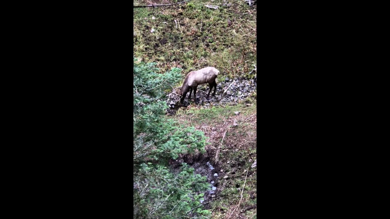 Eastern Washington Elk Hunting 2018 YouTube