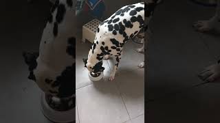 Virbac Veterinary Hpm K1 - Kidney Support 12 Kg Zoomalia