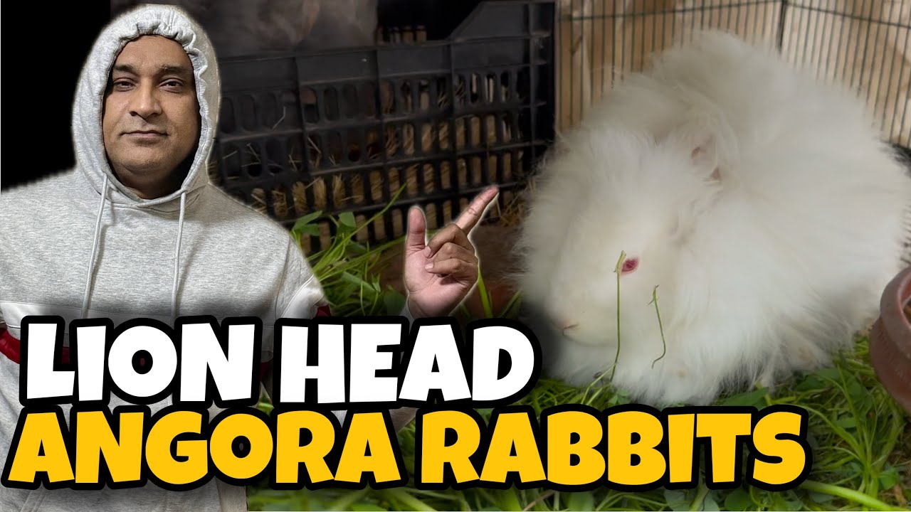 Angora Rabbits Biggest size in Pakistan | Lion Head Angora Rabbits ...
